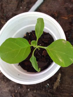 Eggplant $1