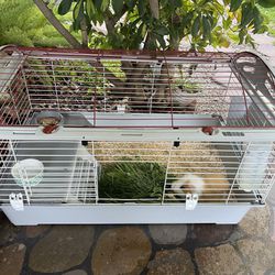 Guinea pig and cage