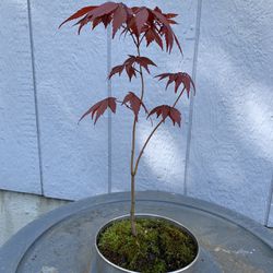 Maple Japan  11 Inches 