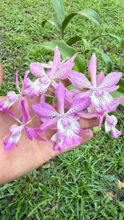 Large Mature Tuckerara Hilo Adventure 'Pinkie' Orchid - Constant Bloomer
