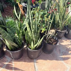 Snake Plants $20 Each Indoor Outdoor 