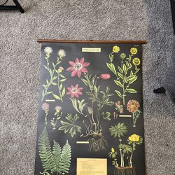 Herbarium Botanical Wall Poster – New