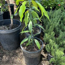Arbol Mango / Mango Tree