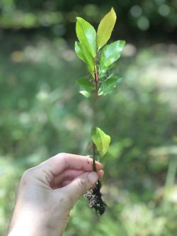 Hedge plant seedlings