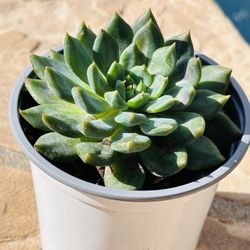 echeveria dark elf( Blue Korean Succulents) 