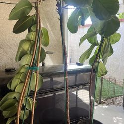 2Fiddle Leaf 6foot tall and 1 Ficus Elastica Rubber Plant
