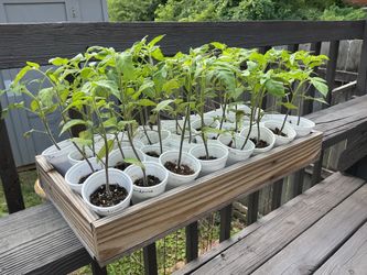 ORGANIC Pink brandywine tomato plants $1/each