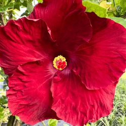 🔴 Plant: Hibiscus Redsary