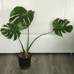 Monstera $35