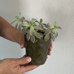 Real Succulent Plant With A Ceramic Pot