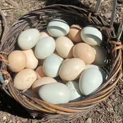 Farm Fresh Chicken & Duck Eggs