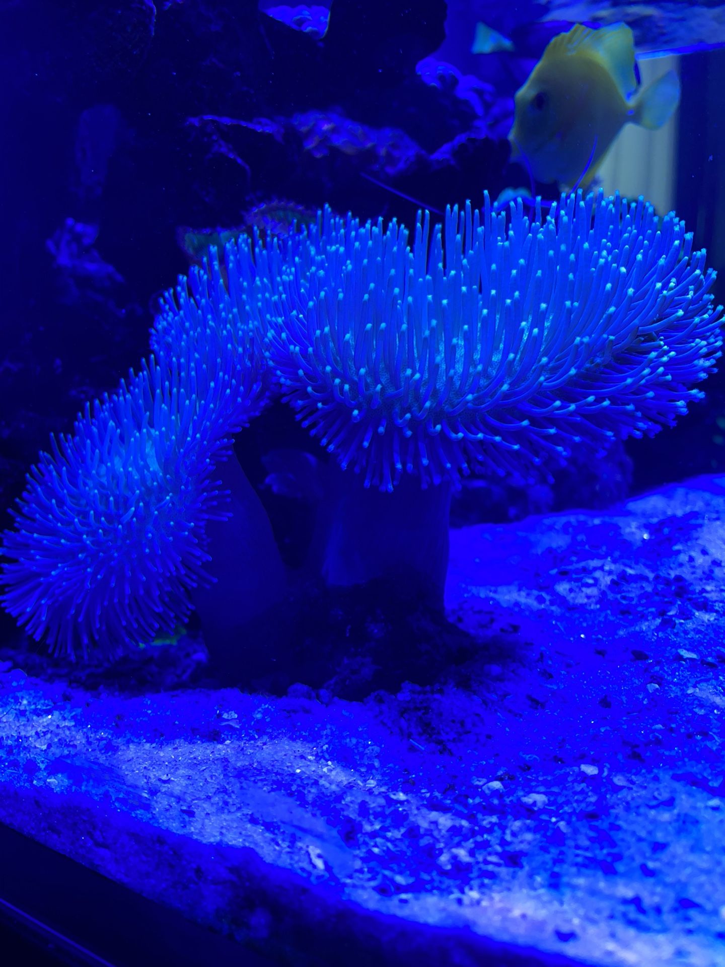 Reef Aquarium Live Coral 