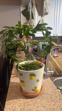Hoya cumingiana