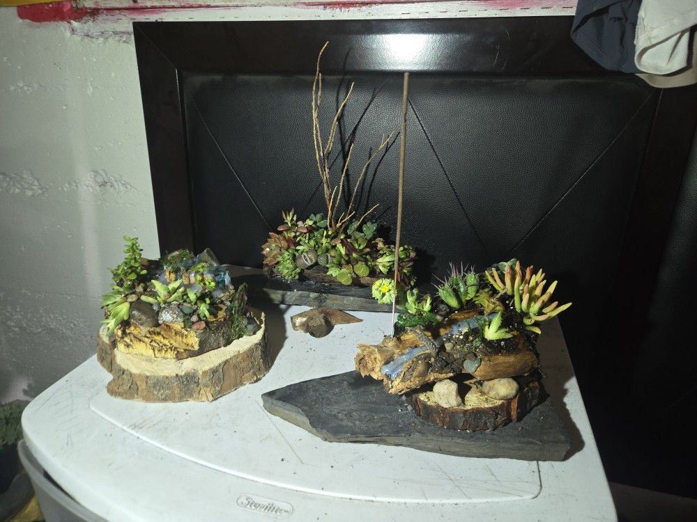 Rustic wood log/roots planters w/ decorative jade & crystal
Variety of succulents & cactus π΅