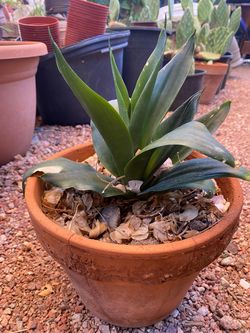 Jade Sansevieria Plant