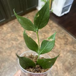 4” Hoya Polyneura