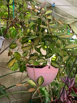 Hoya Australis Lisa