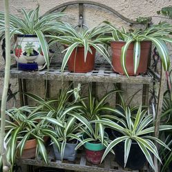 Spider Plants