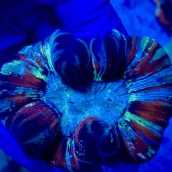 Trachy acantho lobos plate Scoly corals