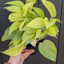 Pothos Neon Plant 6" Pot - Indoor House Plants 
