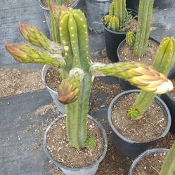 San Pedro Cactus