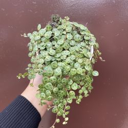 4” strings of turtles