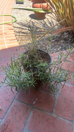 Lampranthus succulent groundcover pink flowers $5