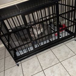 Dog Kennel 
