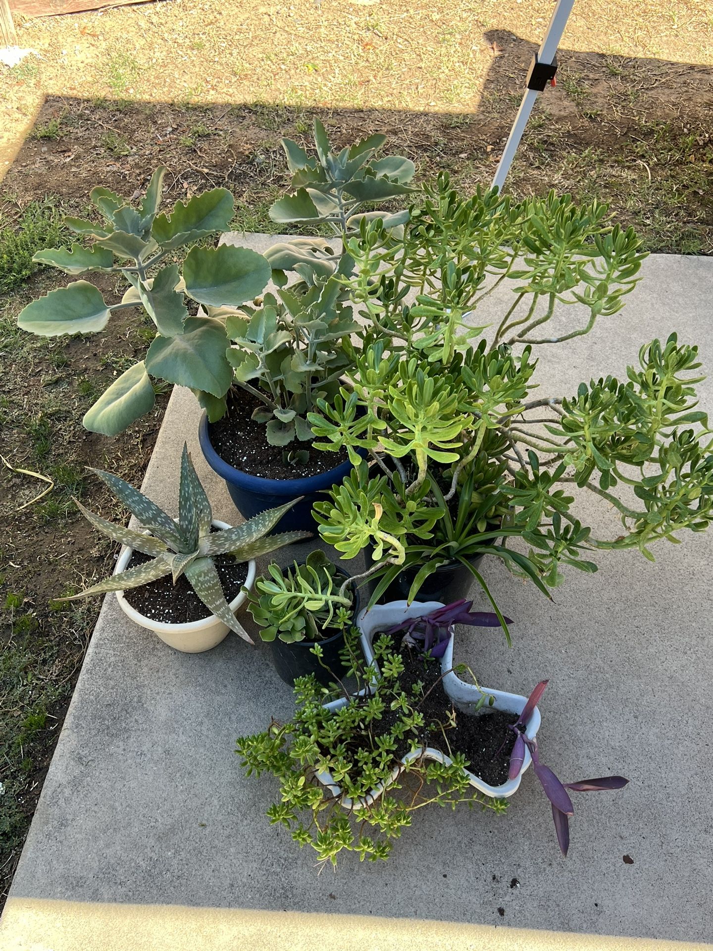 Plant Lot You Get Them All Only $20