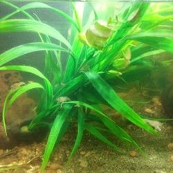Plantas de acuario 