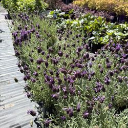 Spanish Lavender 