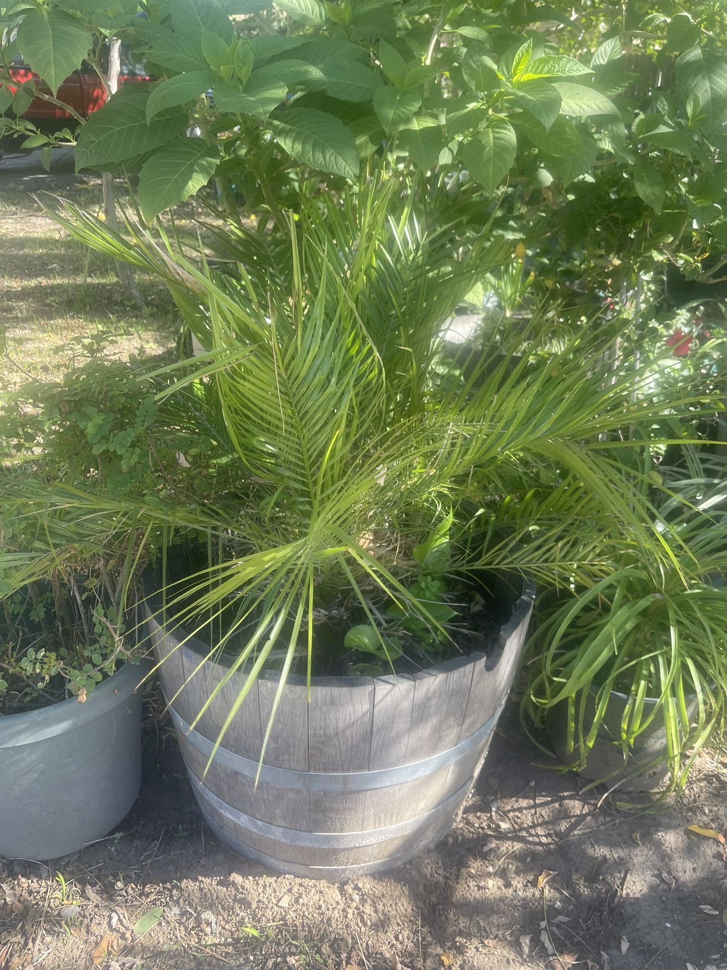 Palm In Barrel It Big Plant