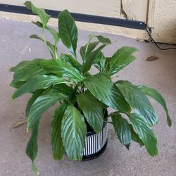 Peace Lily (Spathiphyllum) Plant with Organic Soil