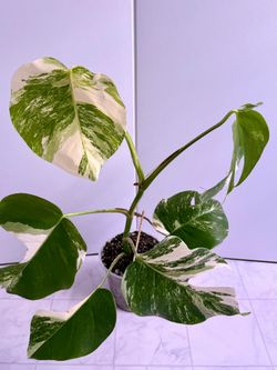 Monstera Albo Plant - 6inch