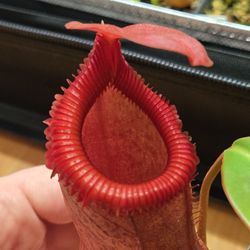 Nepenthes Ventricosa X Edwardsiana 