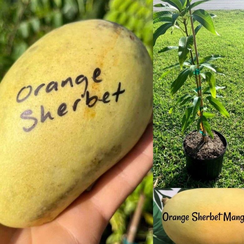 Orange Sherbet Mango Grafted Trees 🌳 3gal Arboles De Mango Injertados Orange Sherbet