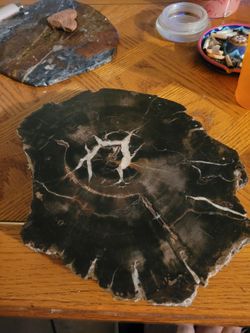 Petrified Rock Slab