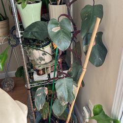 Philadendron Pink Princess