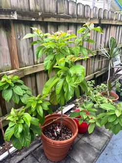 Large Potted Avocado Tree
