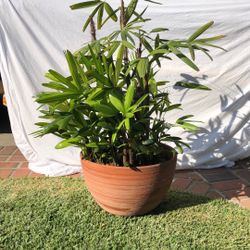 Rhapis Excelsa - Lady Palm