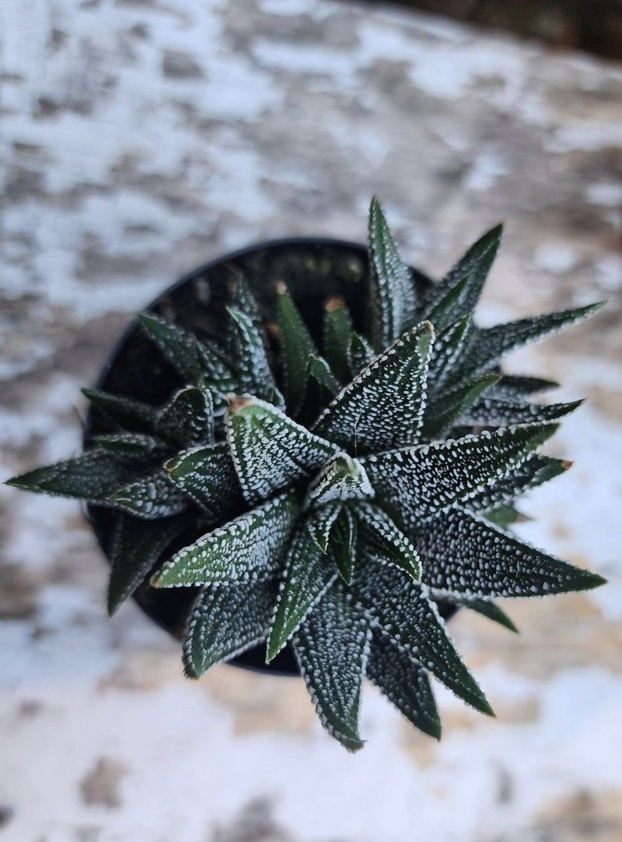Zebra Cactus. Succulent Rooted In 2.5 Inch Pot