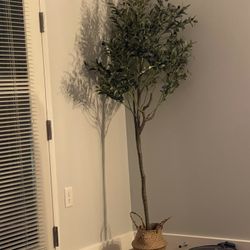 Olive Tree (feels real)!