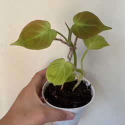 Philodendron Camposportaonum Plant