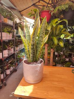 Snake Plant
