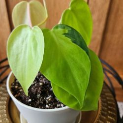 Lemon Lime Philodendron (Cream Pot)