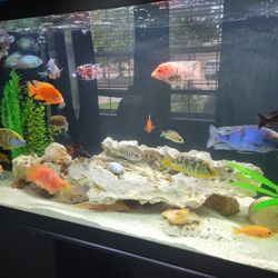 110 Gallons Fish Tank 
