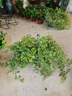 Large Pineapple Mint Beautiful And Healthy HANGING BASKETS PLANTS ARRIVED. $14 each