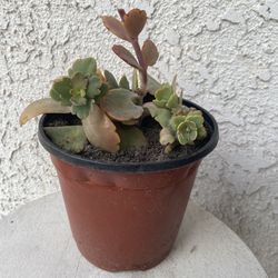 6 Inch Pot Succulent Plant - Kalanchoe Fedtschenkoi - Lavender Scallops - Rooted & Established - Drought Resistant - 🪴 