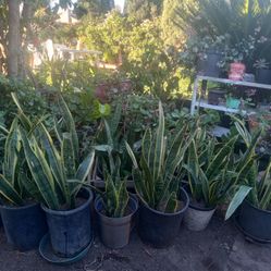 Mother In Laws Tongue & Succulents