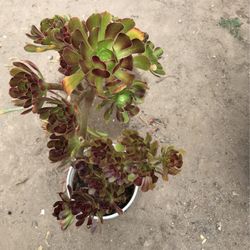 Aeoniums